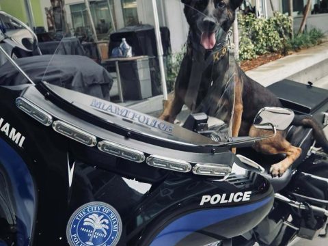 Dogs attack woman and police officers in Miami-Dade