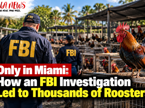 Only in Miami: How an FBI investigation led to thousands of roosters